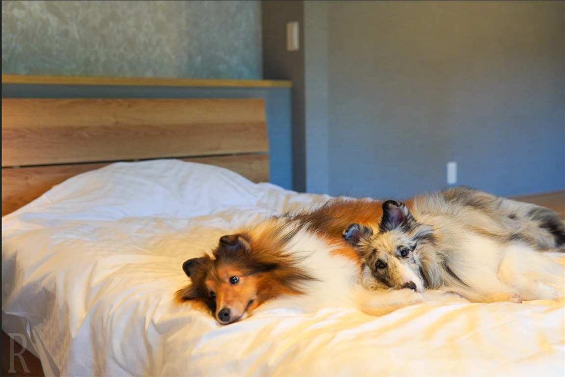 愛犬と泊まれるお部屋